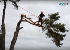 Pete's Treeworx - Tree Services