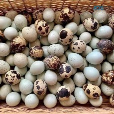 Quails hashing eggs 