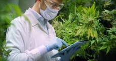 medicinal marijuana queensland