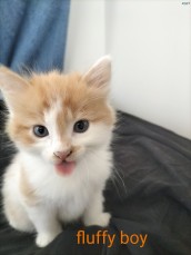 6 WEEK OLD LONG FLUFFy kITTENS