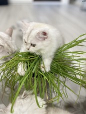 Persian chinchillas kittens 