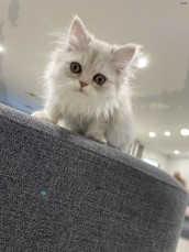 Persian chinchillas kittens 