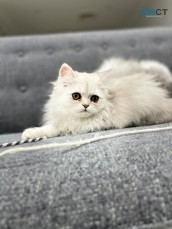 Persian chinchillas kittens 