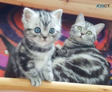 British Shorthair Kittens !!!