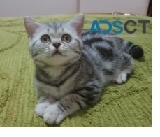 British Shorthair Kittens !!!