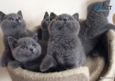 British Shorthair Kittens For Sale