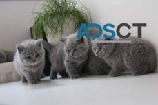 British Shorthair Kittens For Sale