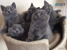 British Shorthair Kittens For Sale