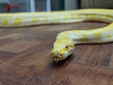 Burmese Python For Sale