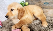 Lovely Golden Retriever for Pet Lovers