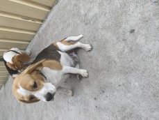 Beagle puppies