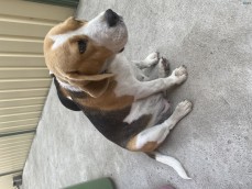 Beagle puppies