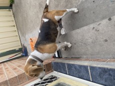 Beagle puppies