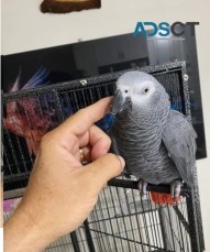 6 year old male African grey