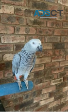 6 year old male African grey