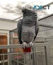 6 year old male African grey