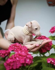 Italian Greyhound Puppies for Sale