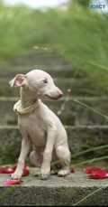 Italian Greyhound Puppies for Sale