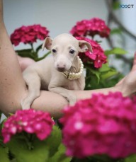 Italian Greyhound Puppies for Sale