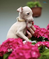 Italian Greyhound Puppies for Sale