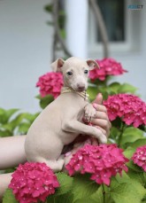 Italian Greyhound Puppies for Sale