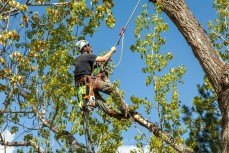 Tree removal Mornington Peninsula - Pro Cut Tree Removal Services