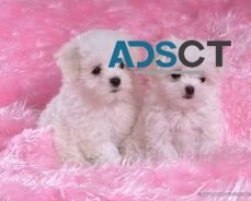 Adorable Maltese Puppies