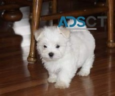 Adorable Maltese Puppies