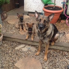 German Shepherd Puppies