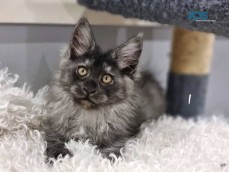 MAINE COON KITTENS MALE FEMALE AVAILABLE