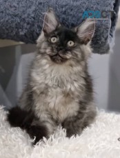 MAINE COON KITTENS MALE FEMALE AVAILABLE