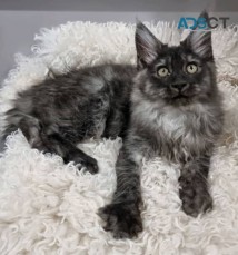 MAINE COON KITTENS MALE FEMALE AVAILABLE