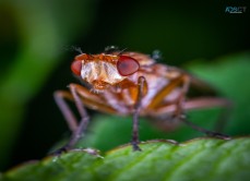 Fleas Control Canberra