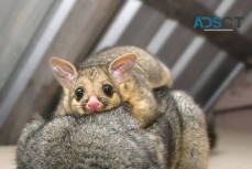 Humane Possum Removal Adelaide