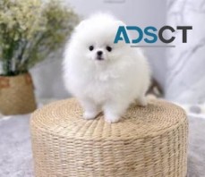 Pomeranian puppies for sale available 