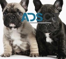 French Bulldog Puppies For Sale