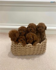 Toy Poodle Puppies Available