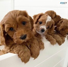 adorable cavapool puppies available