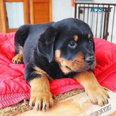 Rottweiler Puppies For Sale