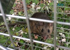 Micks Rodent Control Adelaide