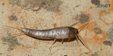 Micks Silverfish Control Adelaide