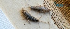 Micks Silverfish Control Adelaide