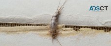 Micks Silverfish Control Adelaide