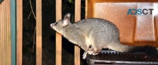 Micks Possum Removal Adelaide