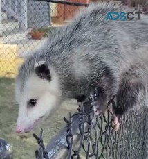 Micks Possum Removal Adelaide