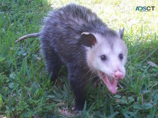 Micks Possum Removal Adelaide