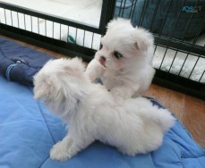 Pure Breed Maltese puppies for sale