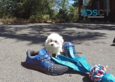 Pure Breed Maltese puppies for sale