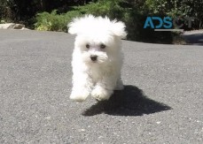 Pure Breed Maltese puppies for sale