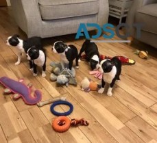 Adorable Boston Terrier puppies For Sale